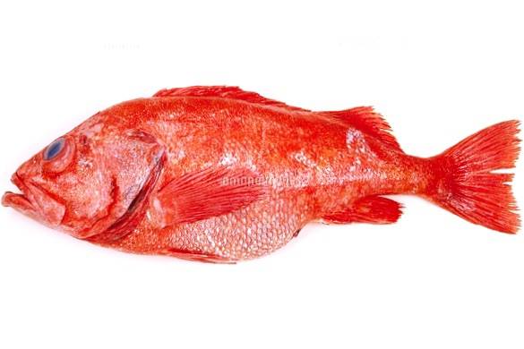 동해큰눈볼락