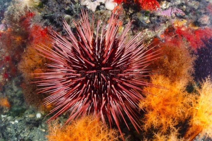 둥근성게