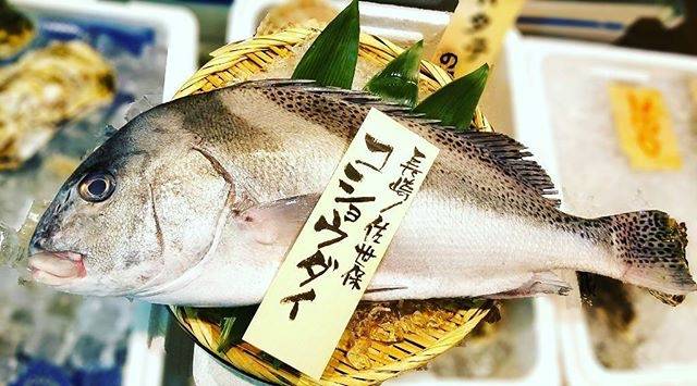 어름돔