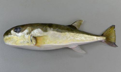 은밀복