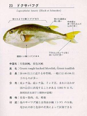 은밀복