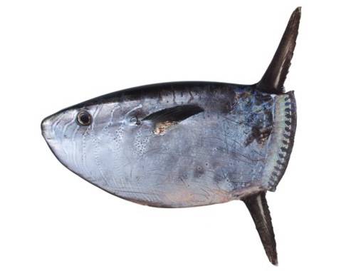 개복치