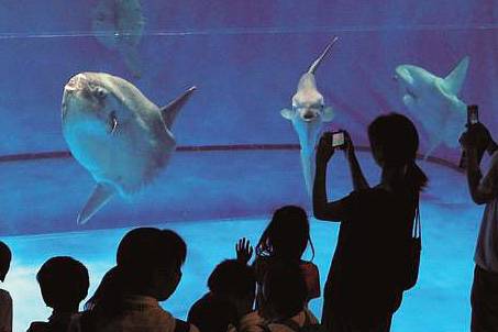 개복치