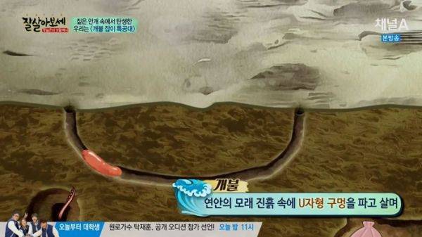 개불