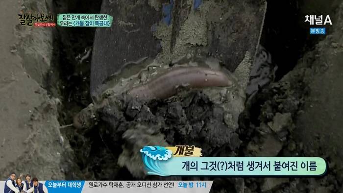 개불