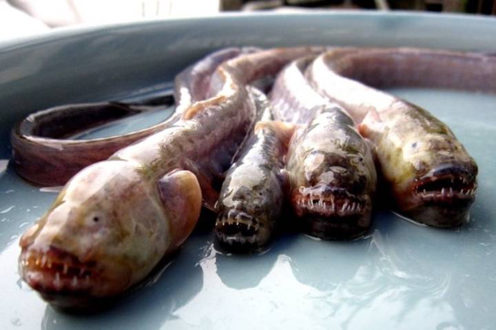 개소겡