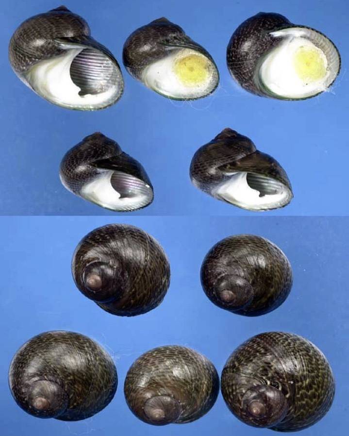 각시고둥