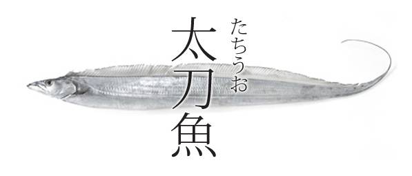 갈치