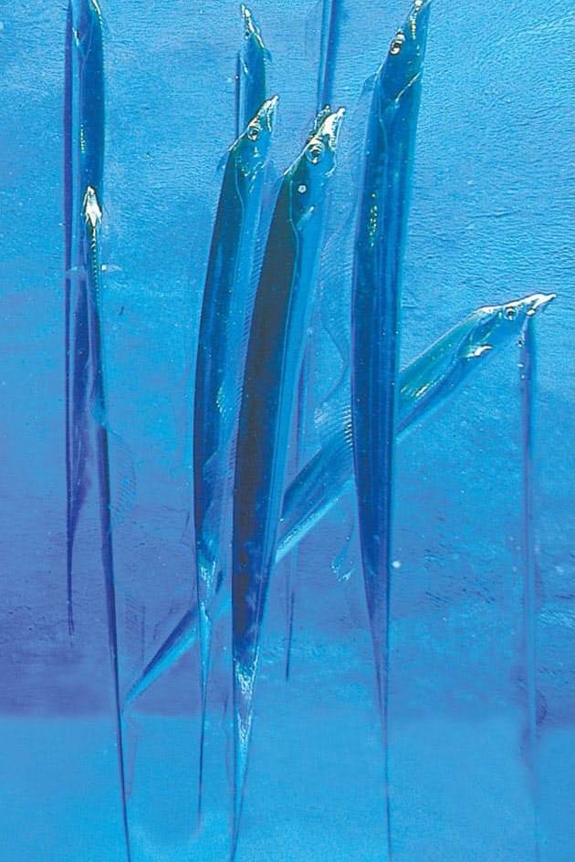 갈치
