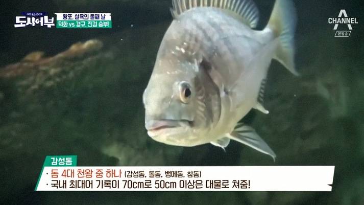 감성돔