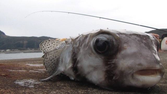 강담복