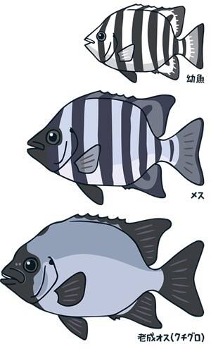 강담돔