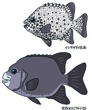 강담돔