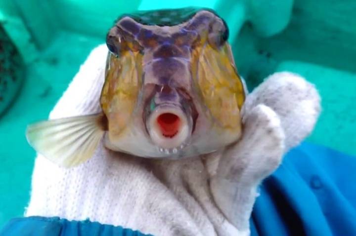 거북복