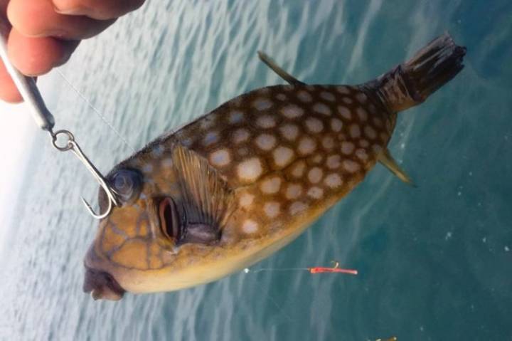 거북복