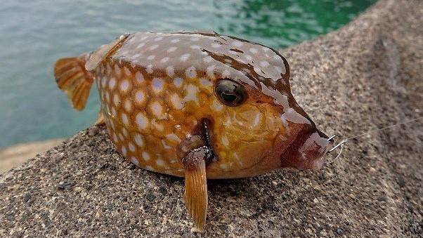 거북복