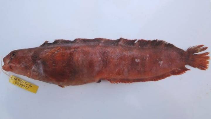 괴도라치