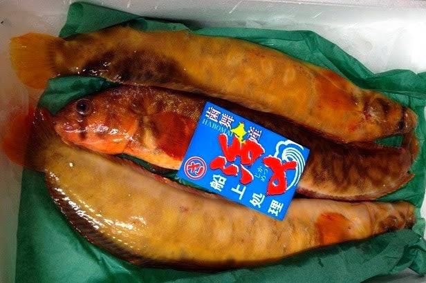괴도라치
