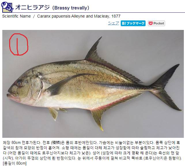 흑점줄전갱이