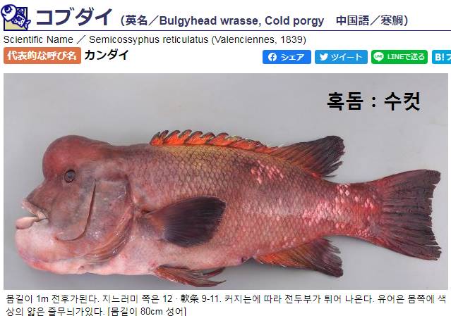 혹돔