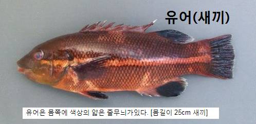 혹돔