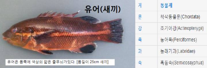 혹돔