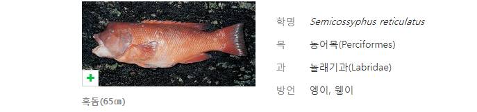 혹돔