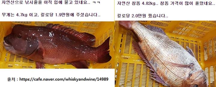 혹돔