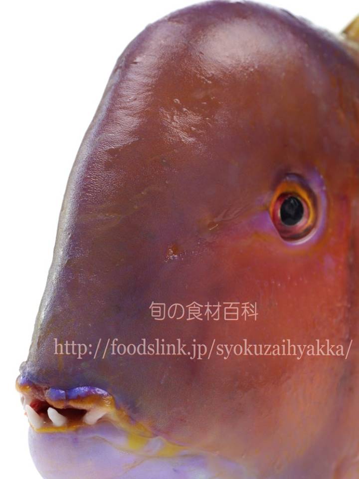 혹돔