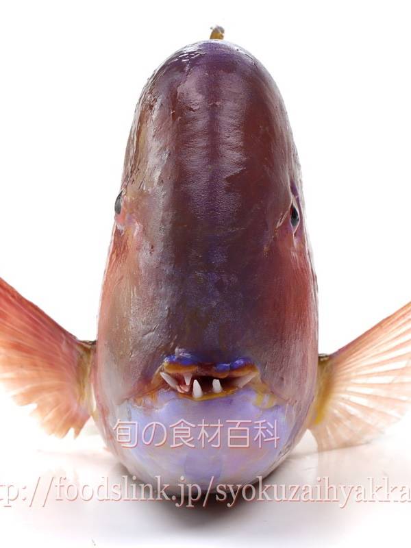 혹돔