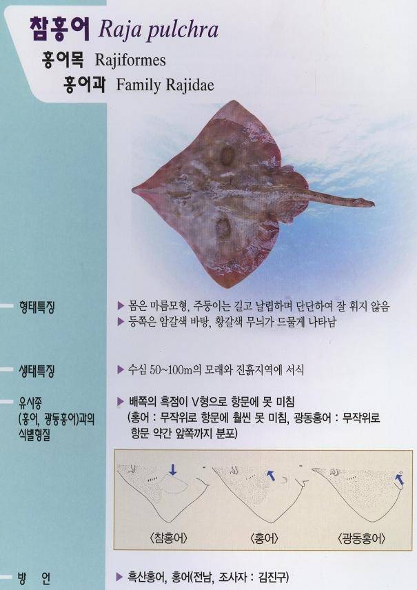 홍어