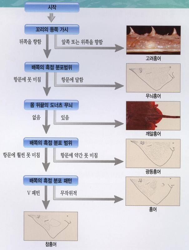 홍어