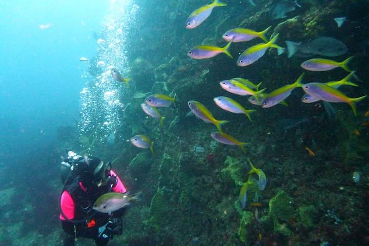 황등어