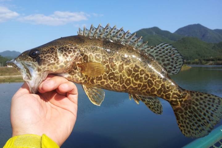 황해볼락
