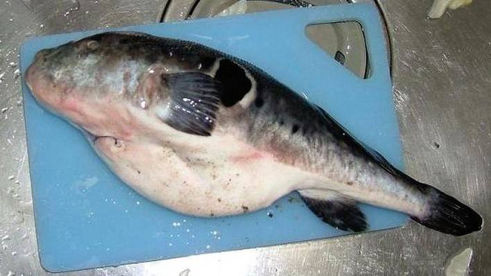 자주복