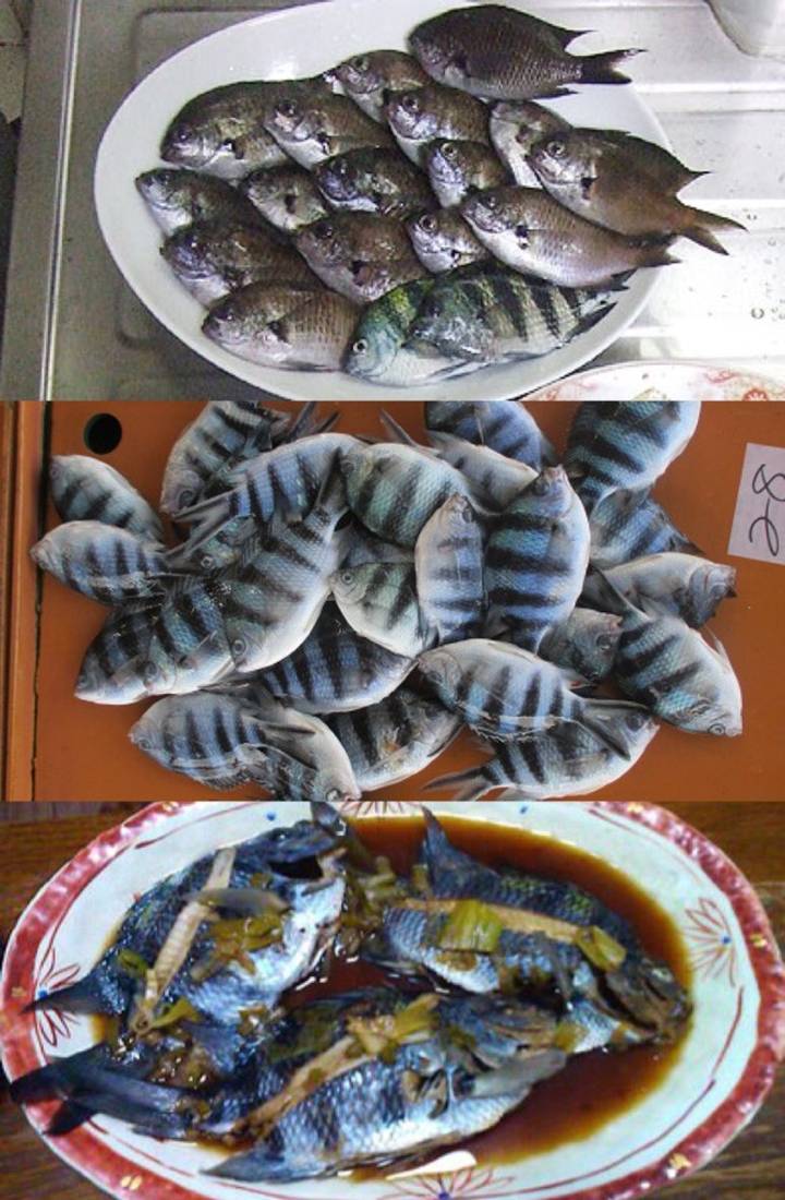 자리돔