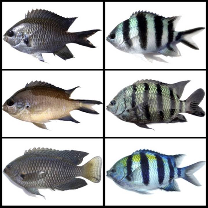 자리돔