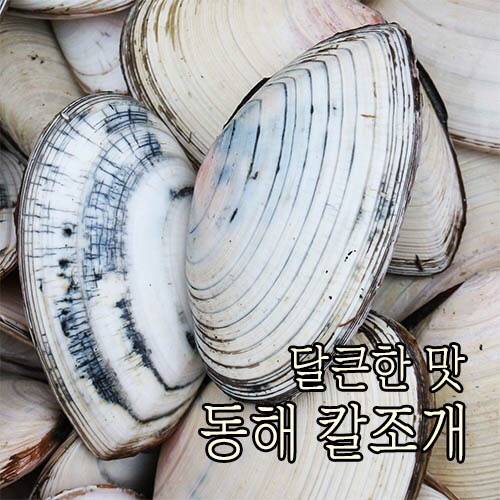 접시조개