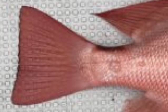 진홍퉁돔