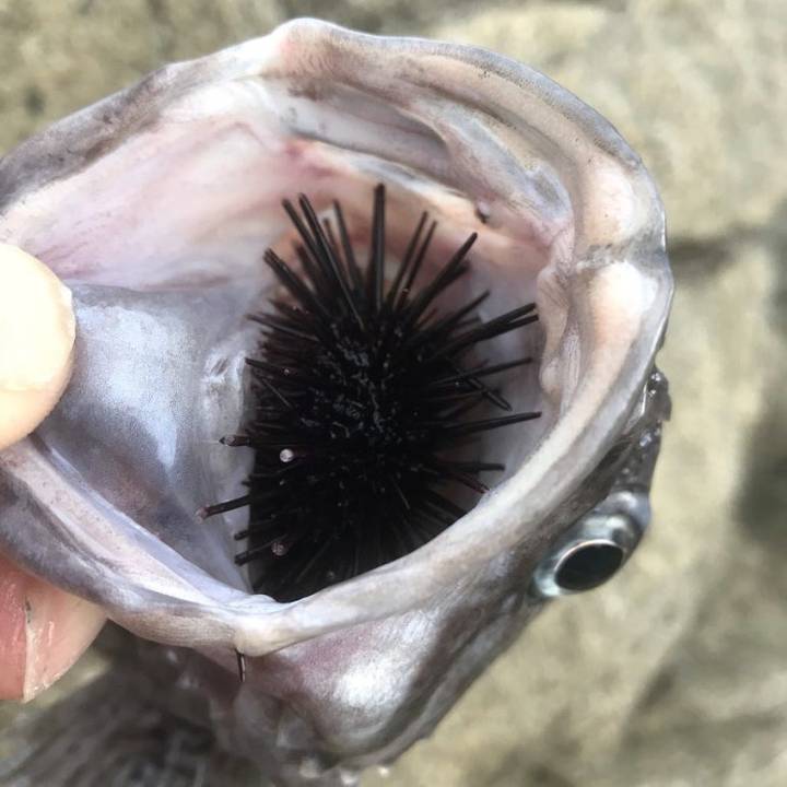 조피볼락