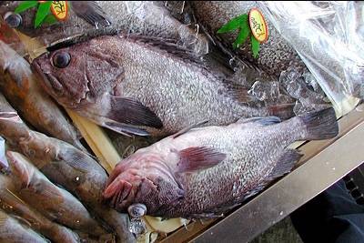 조피볼락