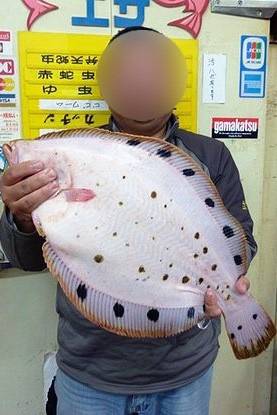 줄가자미