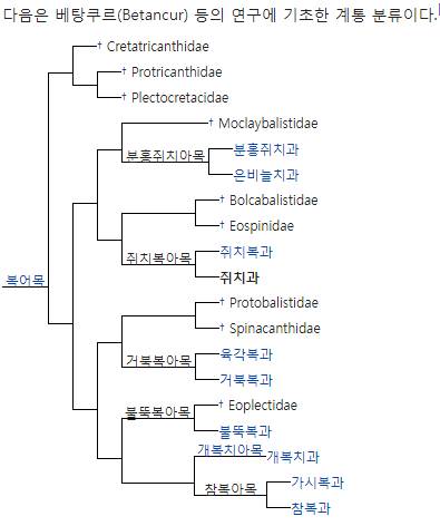 쥐치