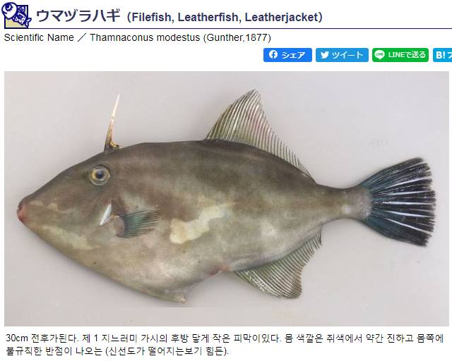 쥐치