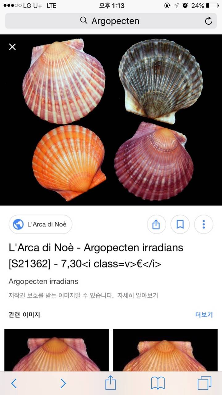 큰가리비