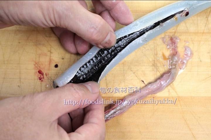 꽁치