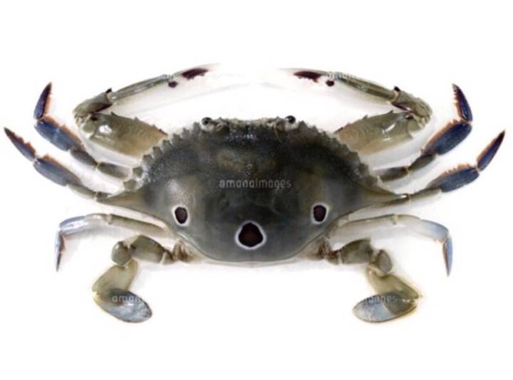 꽃게