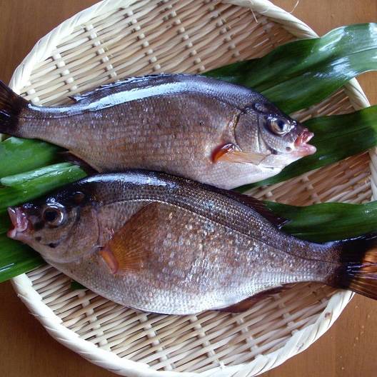 망상어
