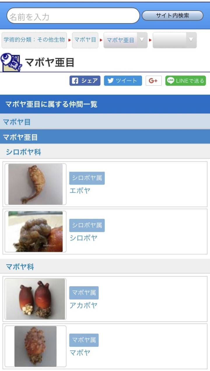 미더덕