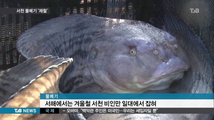 미거지